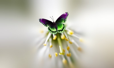 красивая бабочка макро