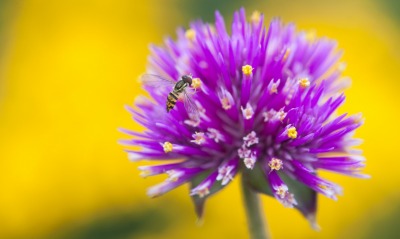 цветок фиолетовый оса
