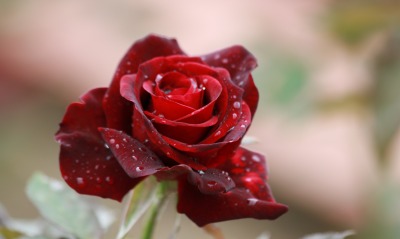 роза капли макро бордовая