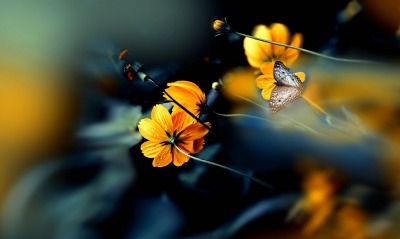 цветы, бабочка