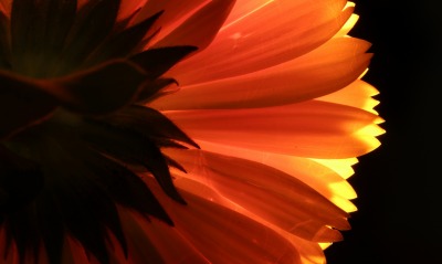 цветок лепестки оранжевые макро