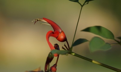 цветок красный ветка