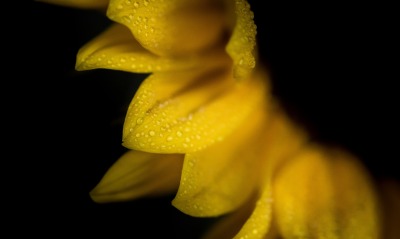 лепетки цветок капли макро желтый