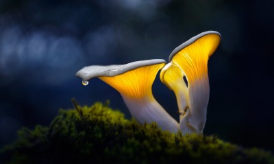 грибы макро капля мох