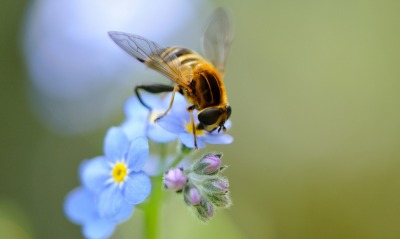 пчела цветок опыление