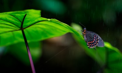 бабочка листок дождь