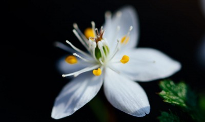 цветок макро белый пестик