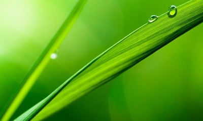 трава лист зелень капля макро