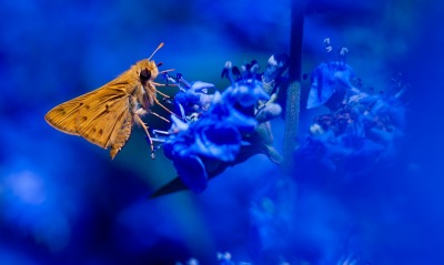 мотылек синий фон цветы