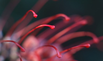цветок бордовый ликорис