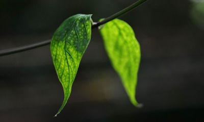 листья ветка зеленый лист