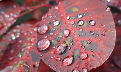капли лист осень крупный план макро
