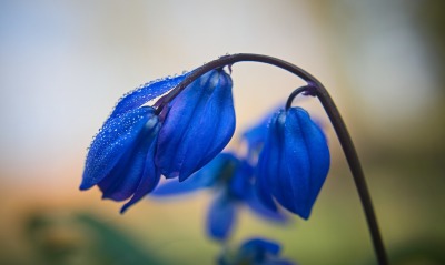 колокольчики цветы полевые макро капли синие