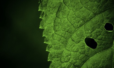 лист, зеленый