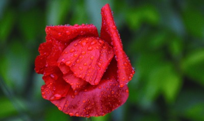 роза, красная роза
