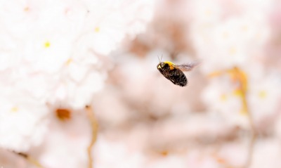 пчела, цветение