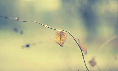 листья ветка размытие