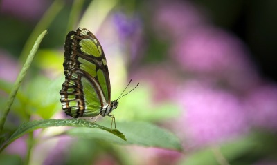 бабочка, растения