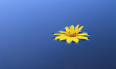 вода, цветок