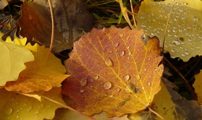 Опавшие на землю листья