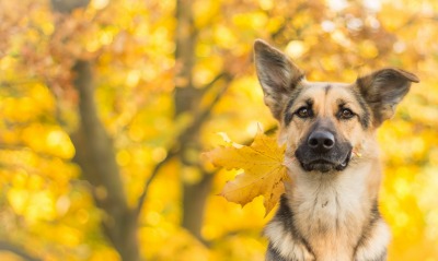 немецкая овчарка кленовый лист осень
