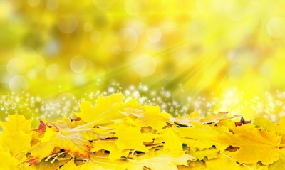листья кленовые блики осень