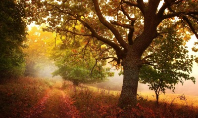 осень дерево туман тропинка