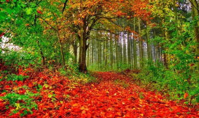 лес осень листья красные