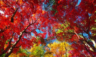 деревья осень небо