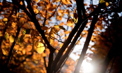 деревья листья небо солнце