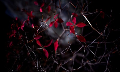 листья ветки темнота