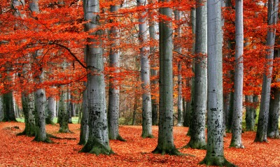 осень лес