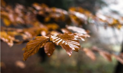 лист ветка осень