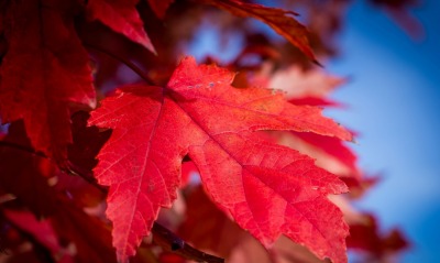 кленовый лист осень небо