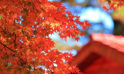листья осень красные клен