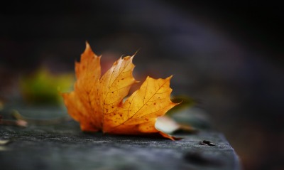 кленовый лист осень пасмурность