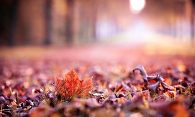 листва осень лес блики