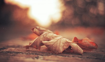 лист, осень