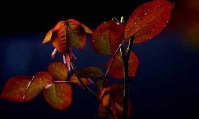 листья осень капли