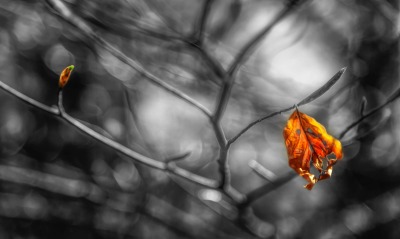 ветка черно-белый листья осень