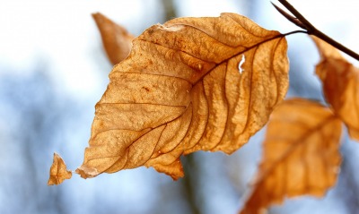 лист осень рваный ветка