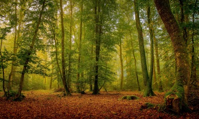 лес зелень осень листья полянка