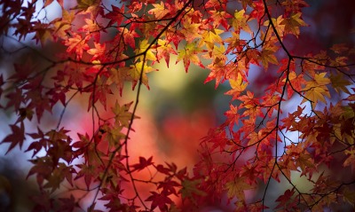 ветка осень клен листья