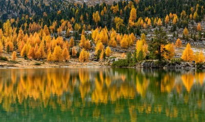 деревья осень озеро отражение в воде