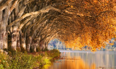осень озеро деревья