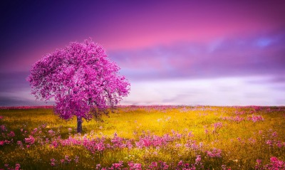 цветение фиолетовый поле дерево