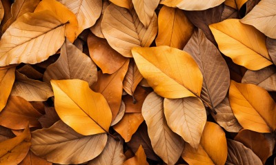 листья осень крупный план желтые