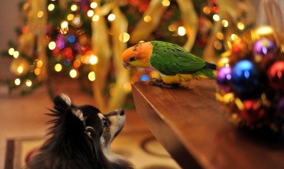 Новый год праздник собачка попугай New year holiday dog parrot