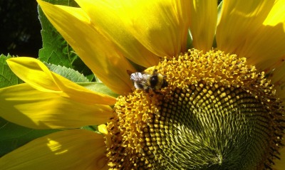 Пчела на подсолнухе