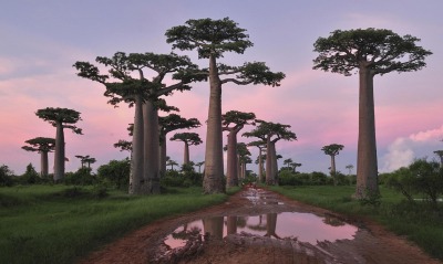 Гиганские деревь